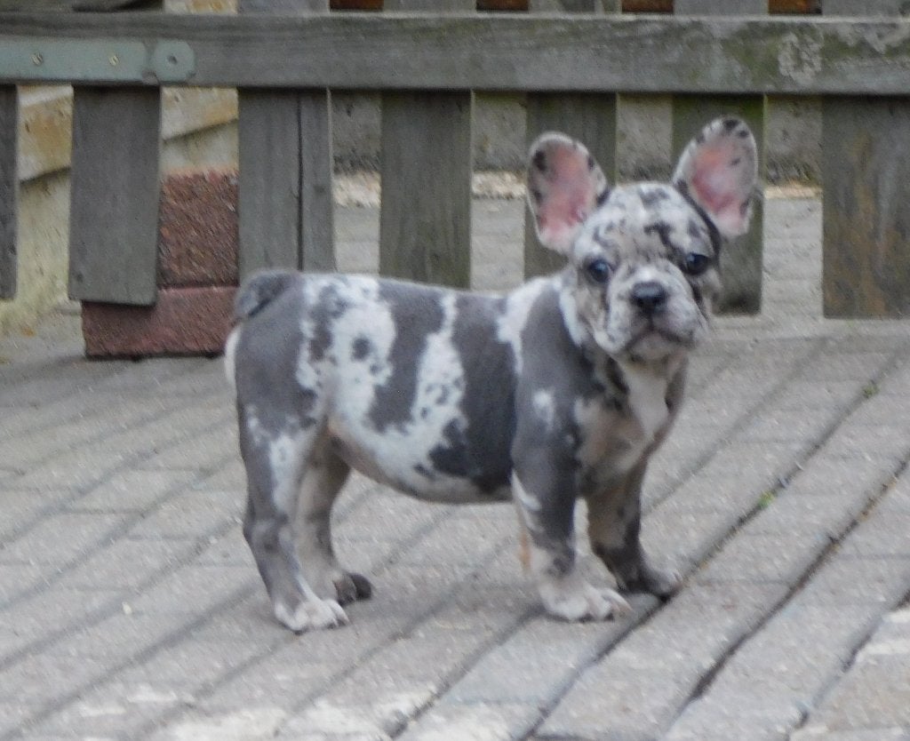 Franse Bulldog puppy's ( nog 1 teefje ) ), Dieren en Toebehoren, Honden | Bulldogs, Pinschers en Molossers, Teef, Bulldog, Meerdere