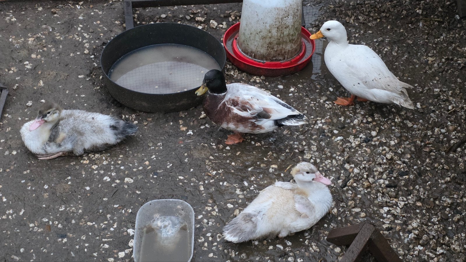 4 eendjes te koop, Dieren en Toebehoren, Geslacht onbekend, Eend