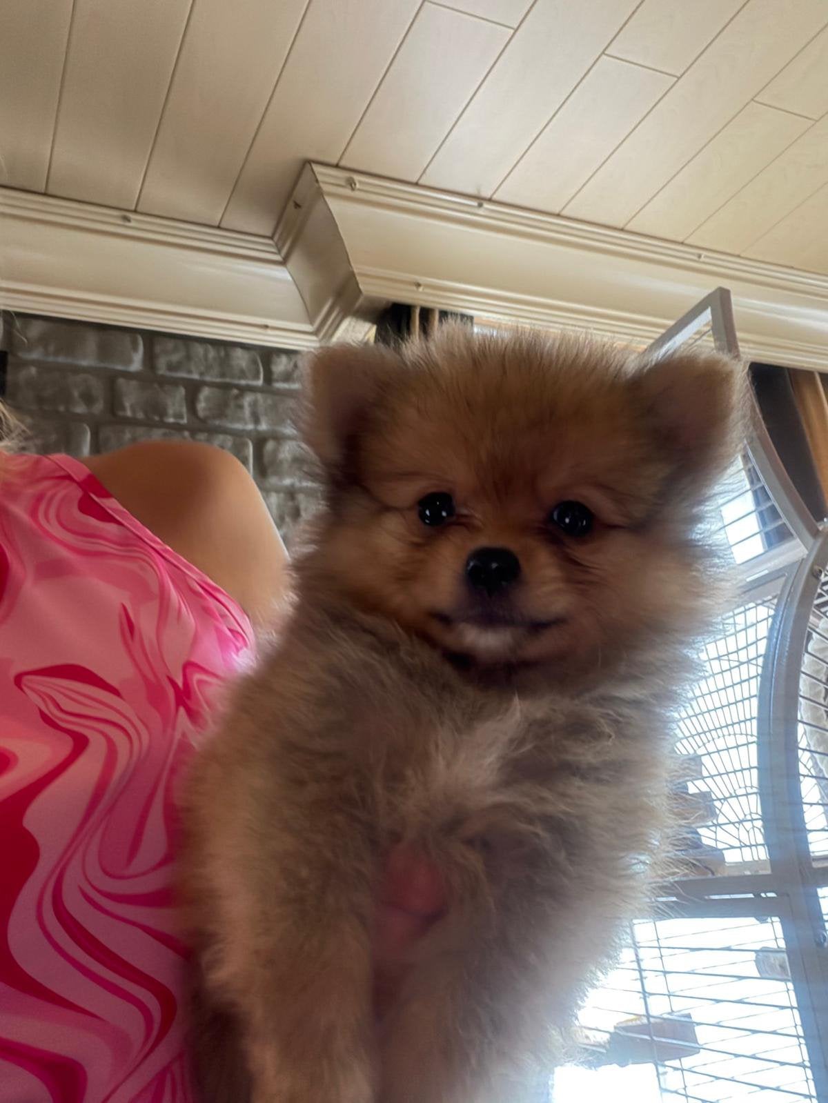 Pomeriaan pups te koop in belgie, Parvo, België, Particulier, Keeshond