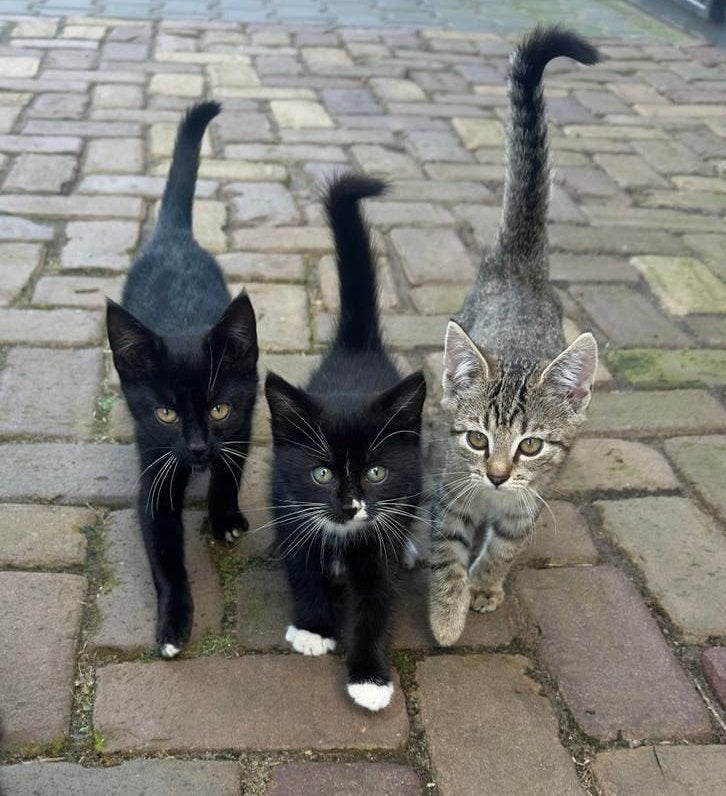 Kittens, Meerdere dieren, Kortharig, 0 tot 2 jaar