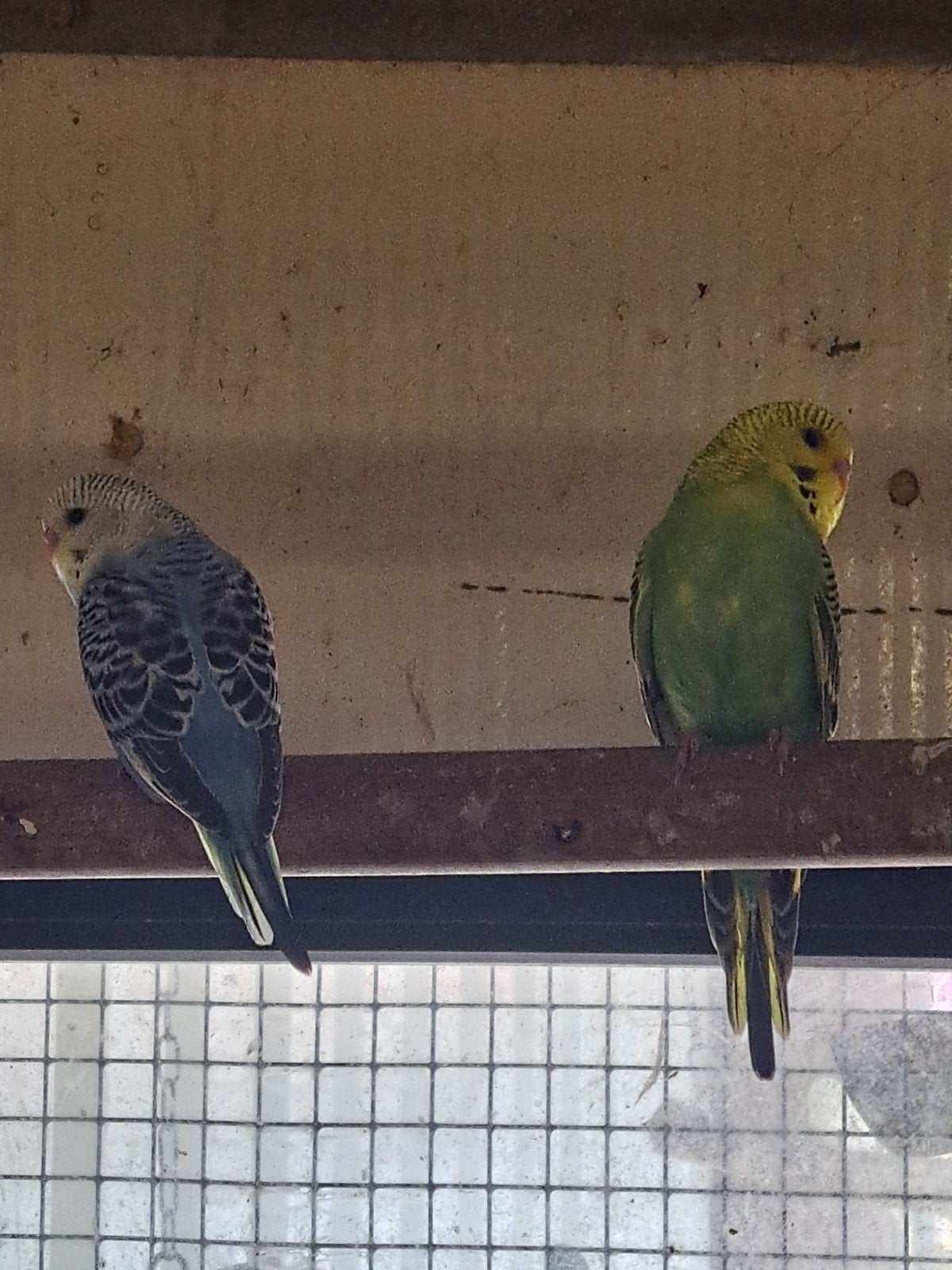 9 jonge grasparkieten ook mooi om tam te maken, Dieren en Toebehoren, Vogels | Parkieten en Papegaaien, Meerdere dieren, Parkiet