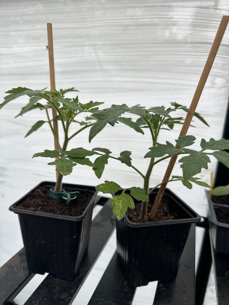 Tomatenplanten - vleestomaat, Ophalen, Volle zon, Groenteplanten, Eenjarig