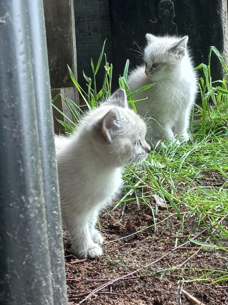 Mooie boerderijkittens, Dieren en Toebehoren, Meerdere dieren, Kortharig, 0 tot 2 jaar