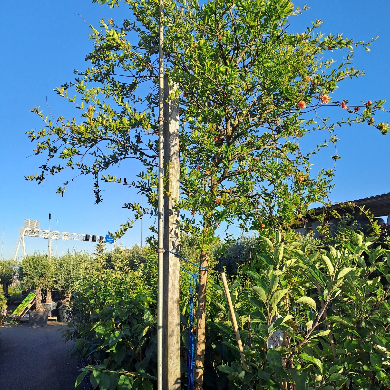 Prachtige Granaatappelboom - Tuincentrum van der Spek, Overige soorten, 250 tot 400 cm, Zomer, Ophalen