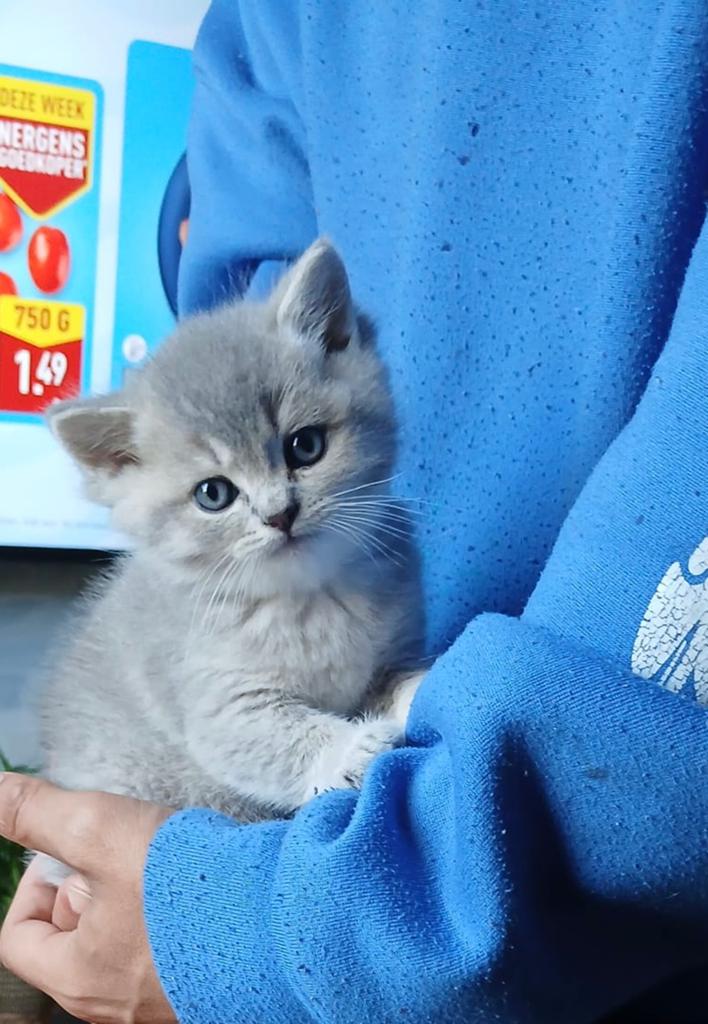 Britse korthaar kittens, Dieren en Toebehoren, Katten en Kittens | Raskatten | Korthaar, Poes, Ontwormd