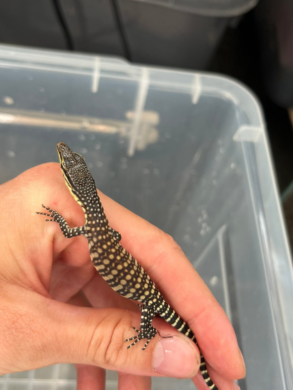 Varanus glauerti 800,- alle 3 wegens naderende vakantie Monitor Lizard - unknown for sale from Mellevandop