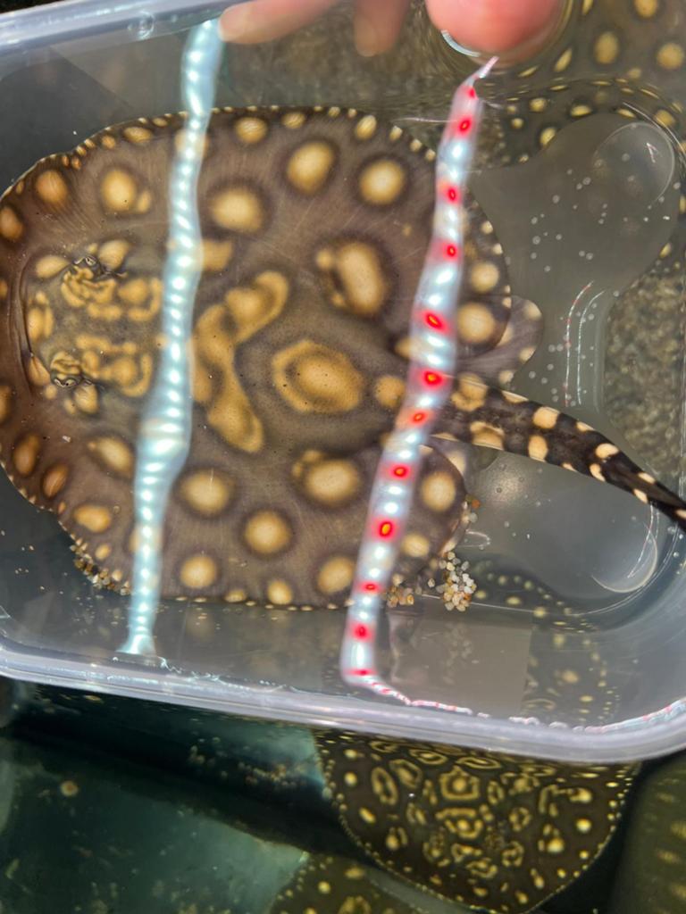 Potamotrygon Leopoldi black diamond, Dieren en Toebehoren, Vissen | Aquariumvissen