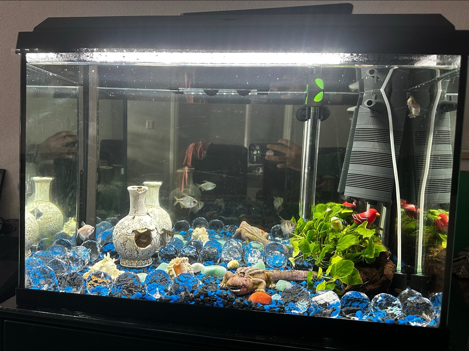 Aquarium 60 x 45 x 30 cm met 5 vissen +inclusief accessoires, Ophalen, Inclusief vissen, Zo goed als nieuw, Verlichting of Verwarming