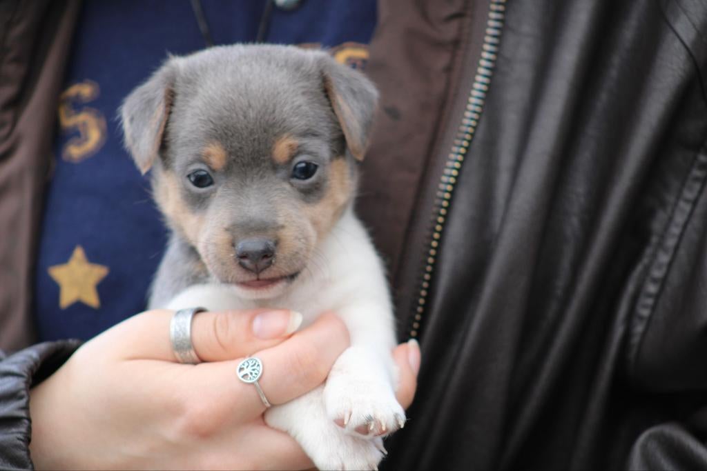 Jack russel pups bleu and tan 3kleur, Jack Russell Terriër, 8 tot 15 weken, Meerdere, Meerdere dieren