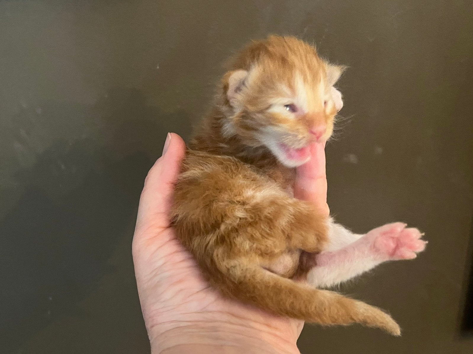 Rode wondertjes - Maine Coon kittens, Meerdere dieren, Ontwormd