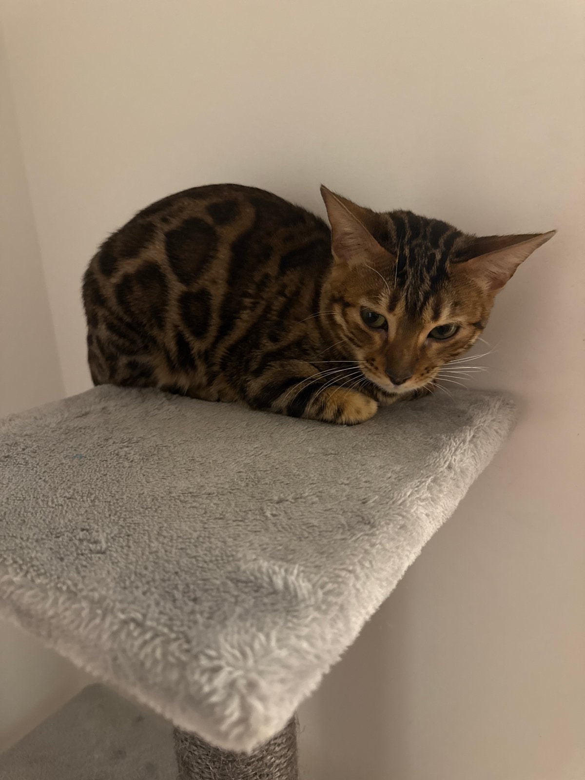 Bengaalse kat, Poes, Kortharig, 0 tot 2 jaar
