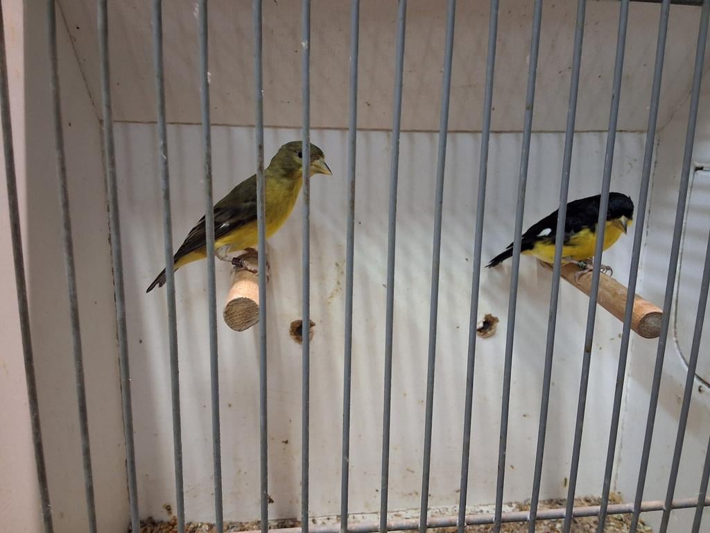 Prachtige zeldzaam koppel Colombia sijs geringd, Meerdere dieren, Geringd