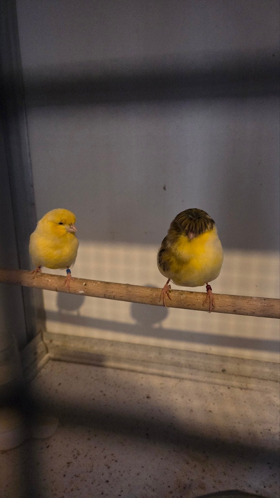 koppeltje gloster kanaries, Meerdere dieren, Kleurkanarie
