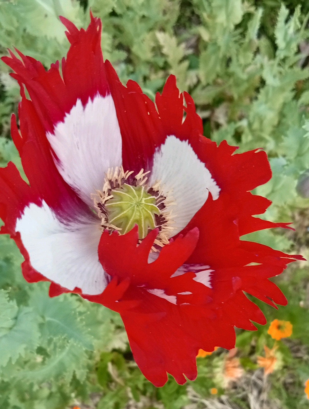 Papaver somniferum Danish flag zaden, Ophalen of Verzenden, Voorjaar, Volle zon, Zaad