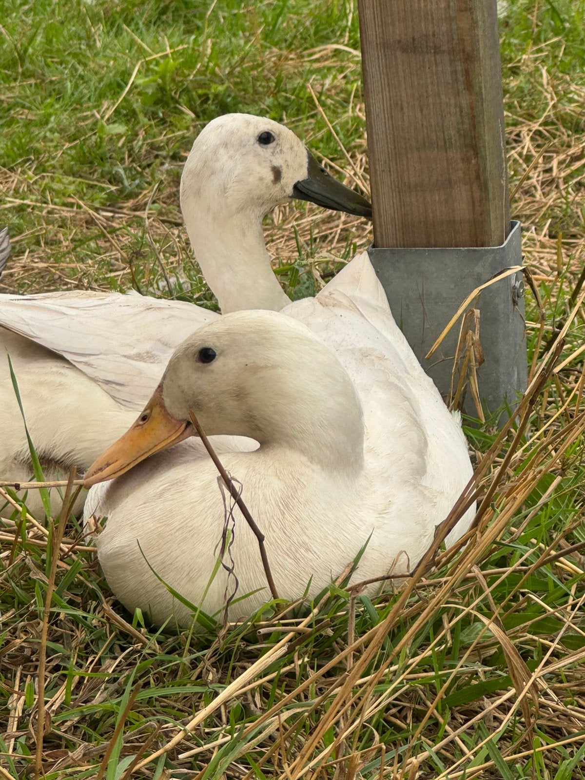 Witte Indische loopeend man/woerd (biologisch gehouden), Mannelijk, Eend
