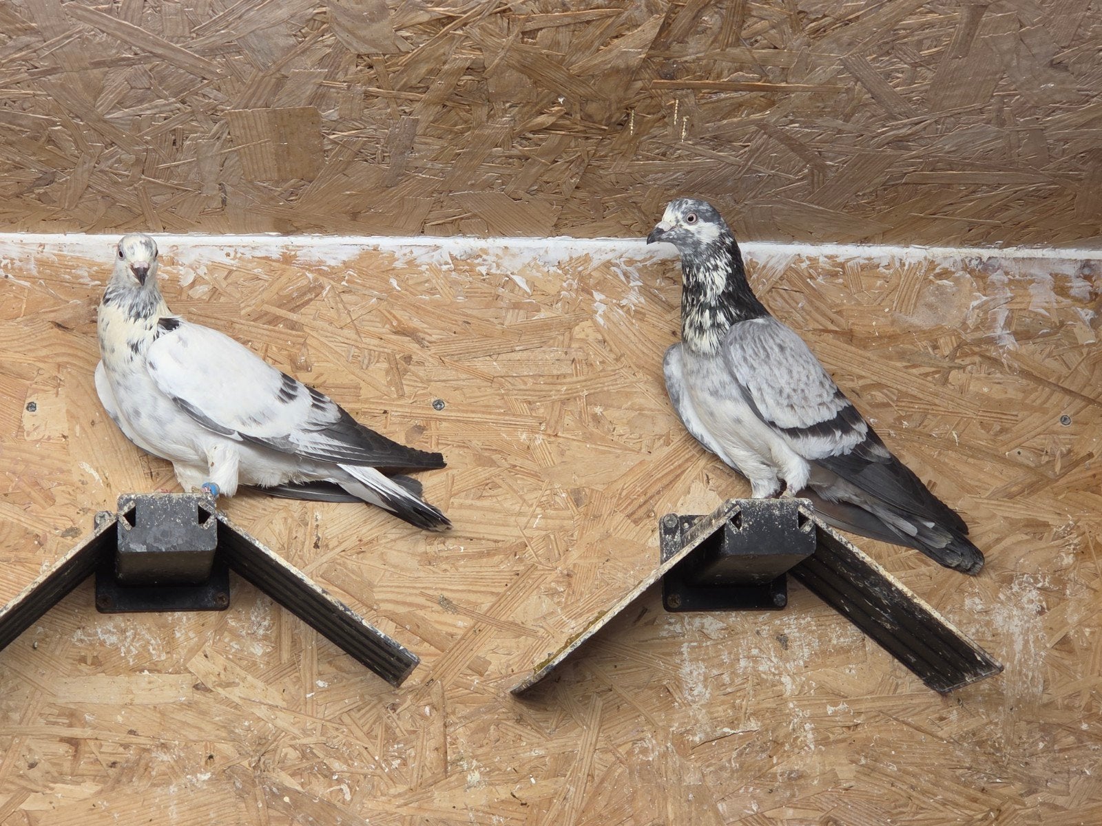 Tipplers, Meerdere dieren