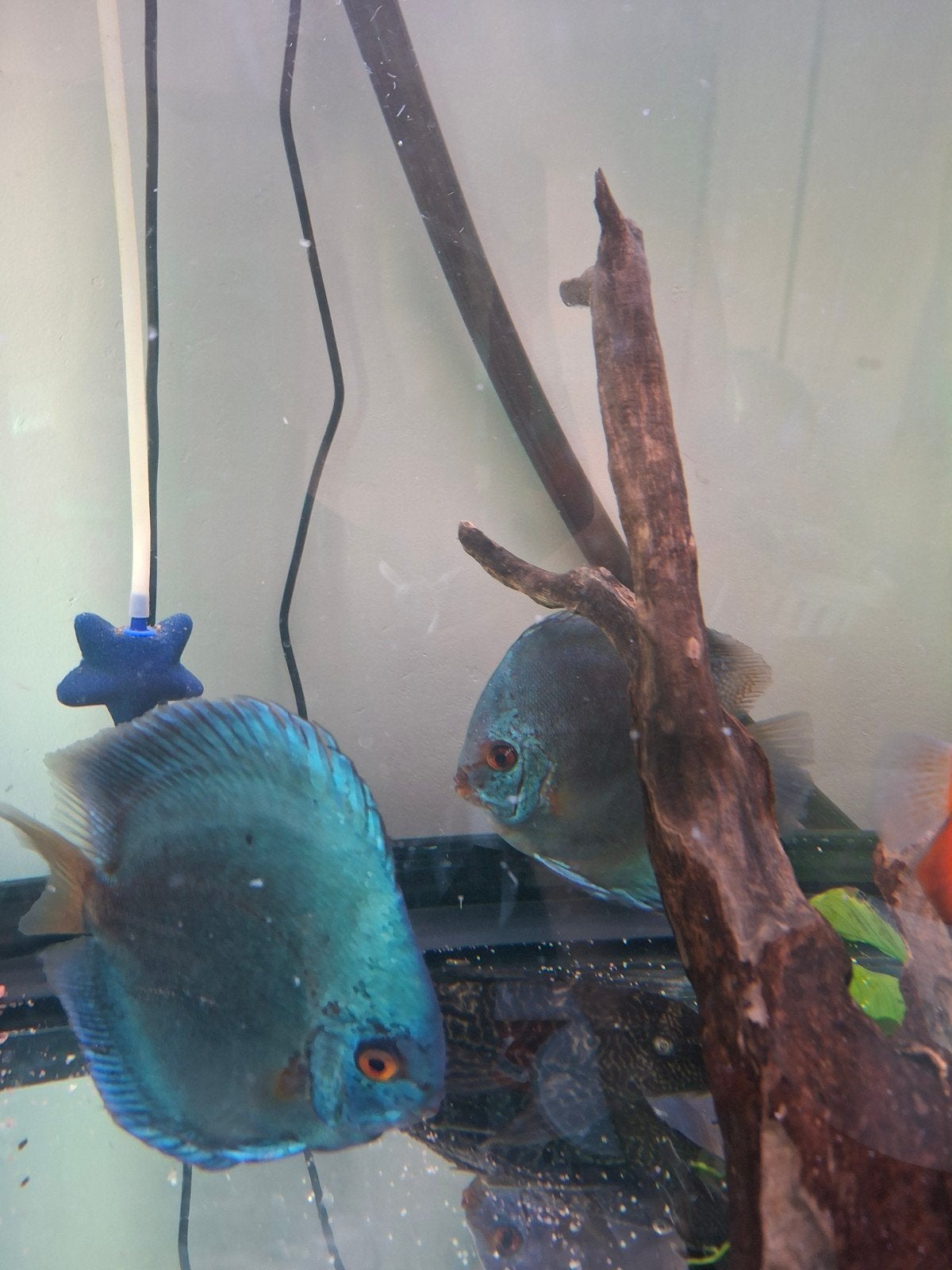 Discus vis koppel bleu diamond !, Dieren en Toebehoren, Vis