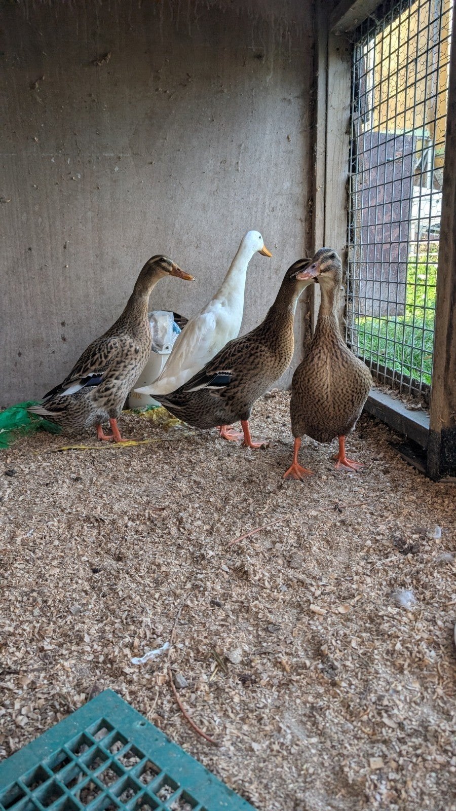 Tamme loopeend vrouwtjes, Dieren en Toebehoren, Vrouwelijk, Eend