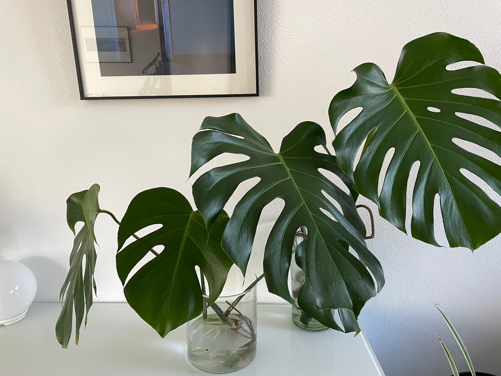 Monstera stekken, Ophalen, Halfschaduw, Minder dan 100 cm