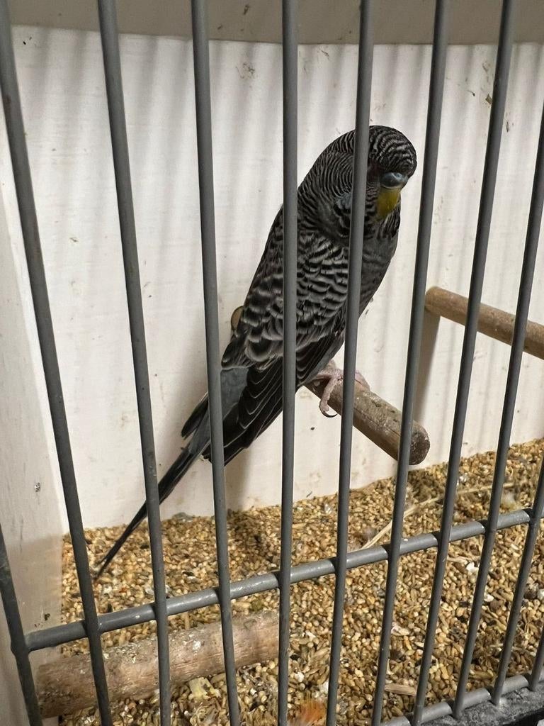 Bfbw ,bf of bw split dun fallow s gezocht, jong /oud, Meerdere dieren, Parkiet, Geringd