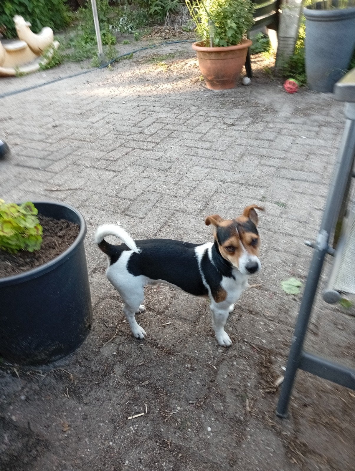 Dek reu, Jack Russell Terriër, Reu, 1 tot 2 jaar, Eén hond