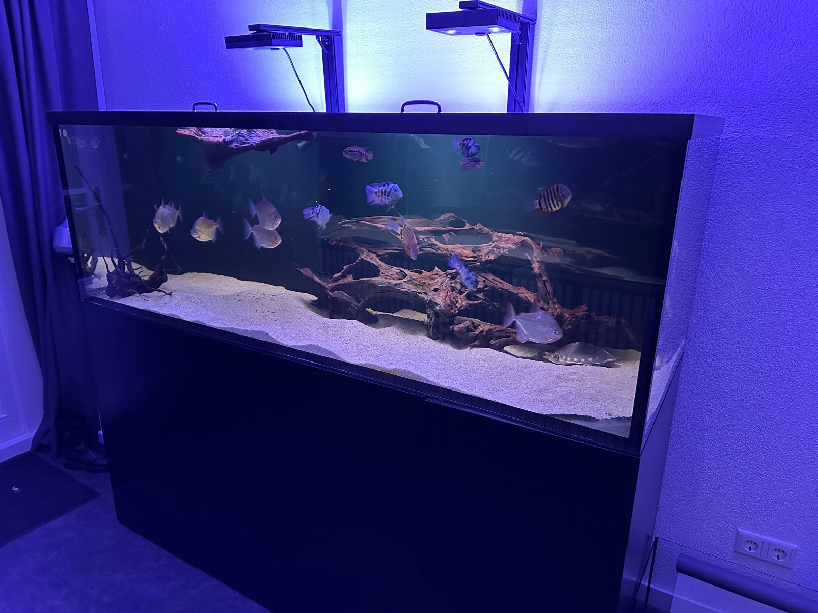 Waterboxreef pro 220.6 incl 2x ai hydra 26 lampen 180 cm, Ophalen