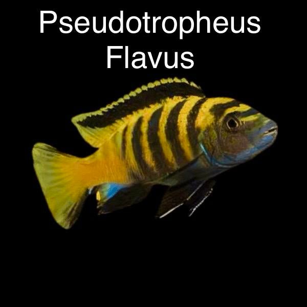 Pseudotropheus flavus ( malawi Cichlide), Dieren en Toebehoren, Vissen | Aquariumvissen, Vis