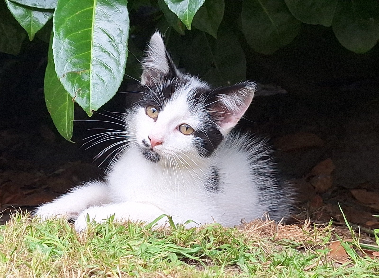 Lieve sociale kitten, Kater
