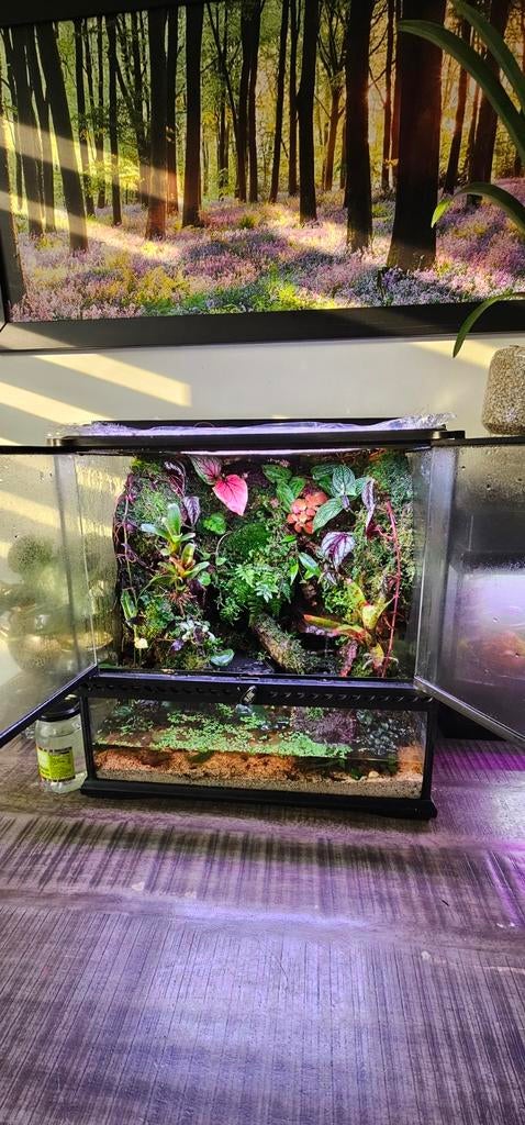 Terrarium paludarium 45/45/45, Dieren en Toebehoren, Reptielen en Amfibieën | Toebehoren, Ophalen