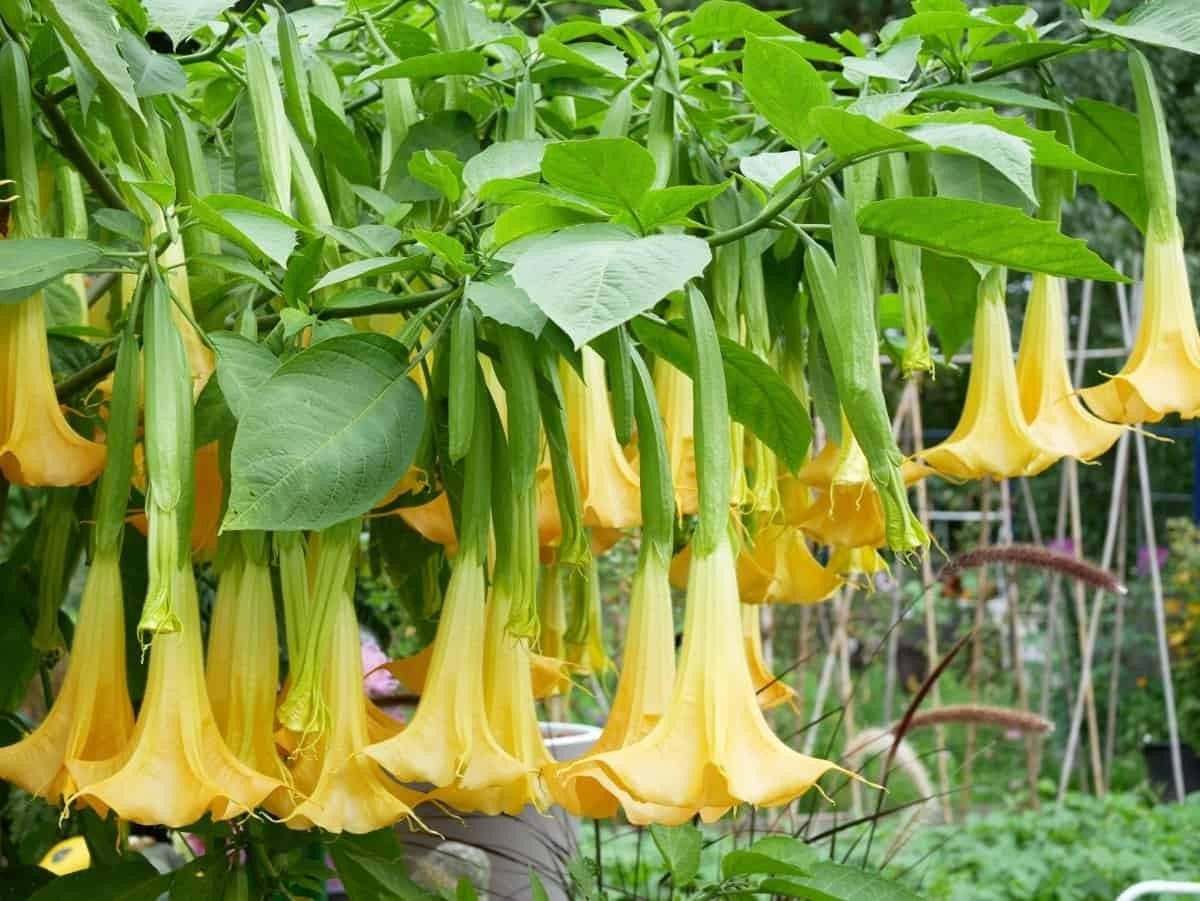 Brugmansia geel in een 15 liter pot., Tuin en Terras, Volle zon, Vaste plant, Zomer, Ophalen
