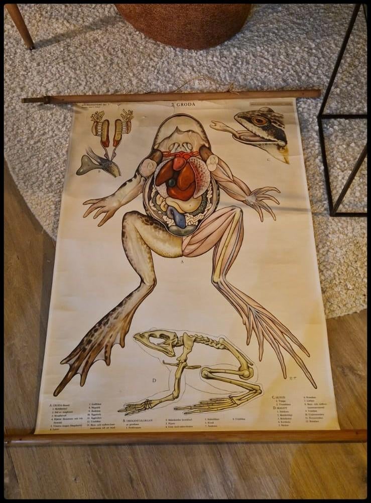 Antieke plaat kikker, Ophalen, Natuur en Biologie
