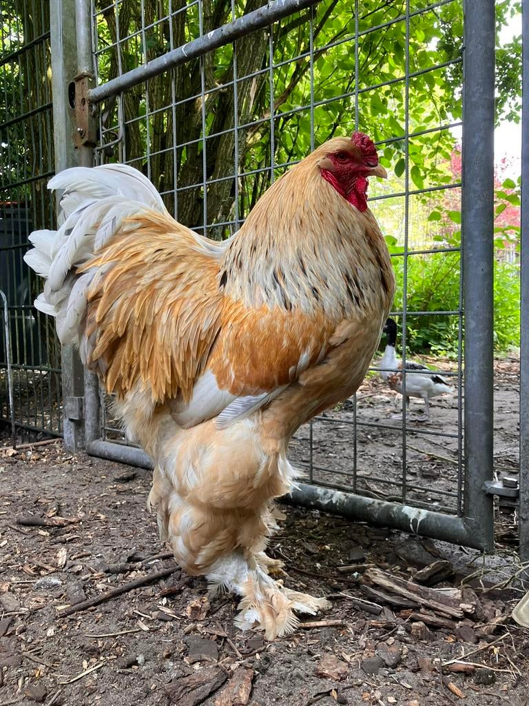 Broedeieren Brahma buff blauw en splash columbia getekend, Dieren en Toebehoren, Pluimvee, Geslacht onbekend, Kip