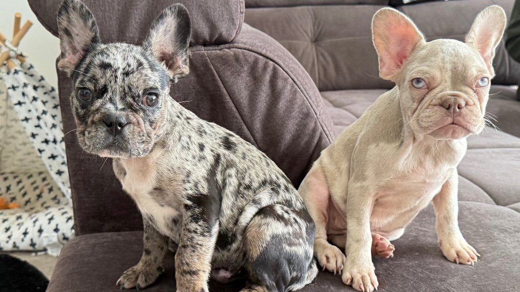 French Bulldog for sale, CDV (hondenziekte), Fokker | Hobbymatig, 15 weken tot 1 jaar, Buitenland