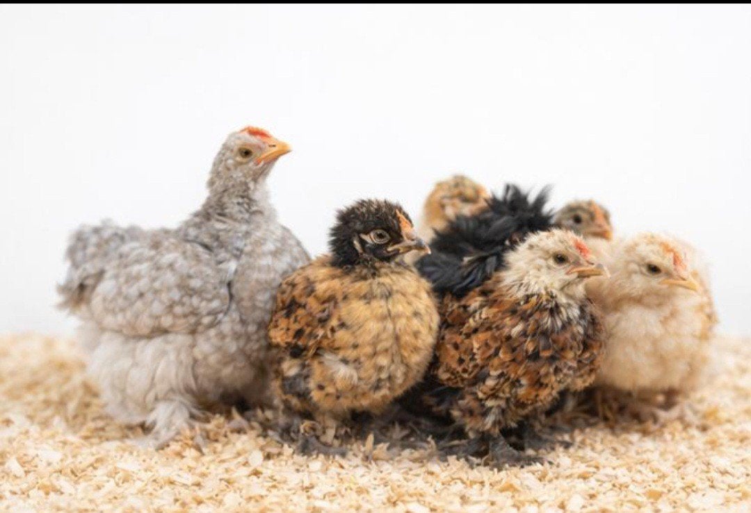 Antwerpse baardkriel kuikens, Dieren en Toebehoren, Pluimvee, Kip, Meerdere dieren