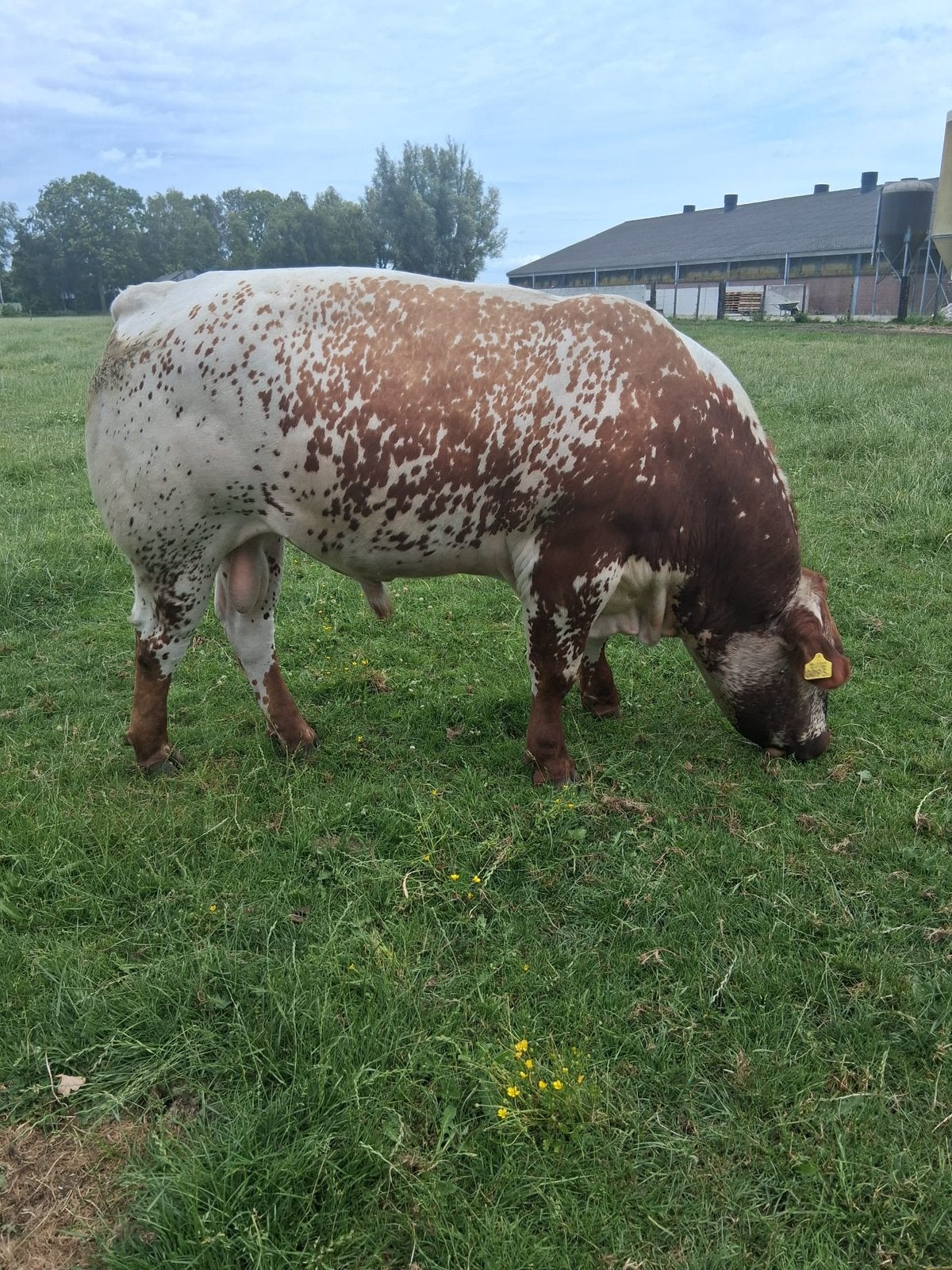 Te koop 2 super dekstieren, Dieren en Toebehoren, Runderen, Mannelijk, 0 tot 2 jaar