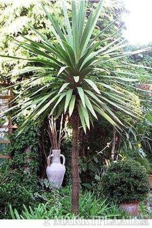 20 x Cordyline Australis palmboom zaden (verzenden kan ook), Tuin en Terras, Bloembollen en Zaden, Ophalen, Gehele jaar, Volle zon