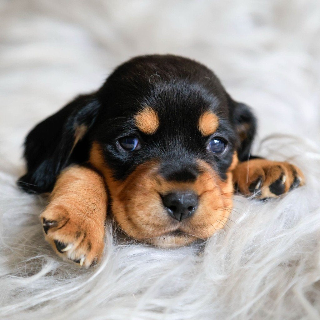 Bockerpups Beagle  Cocker – mogen nest verlaten, Nederland, CDV (hondenziekte), 8 tot 15 weken, Meerdere