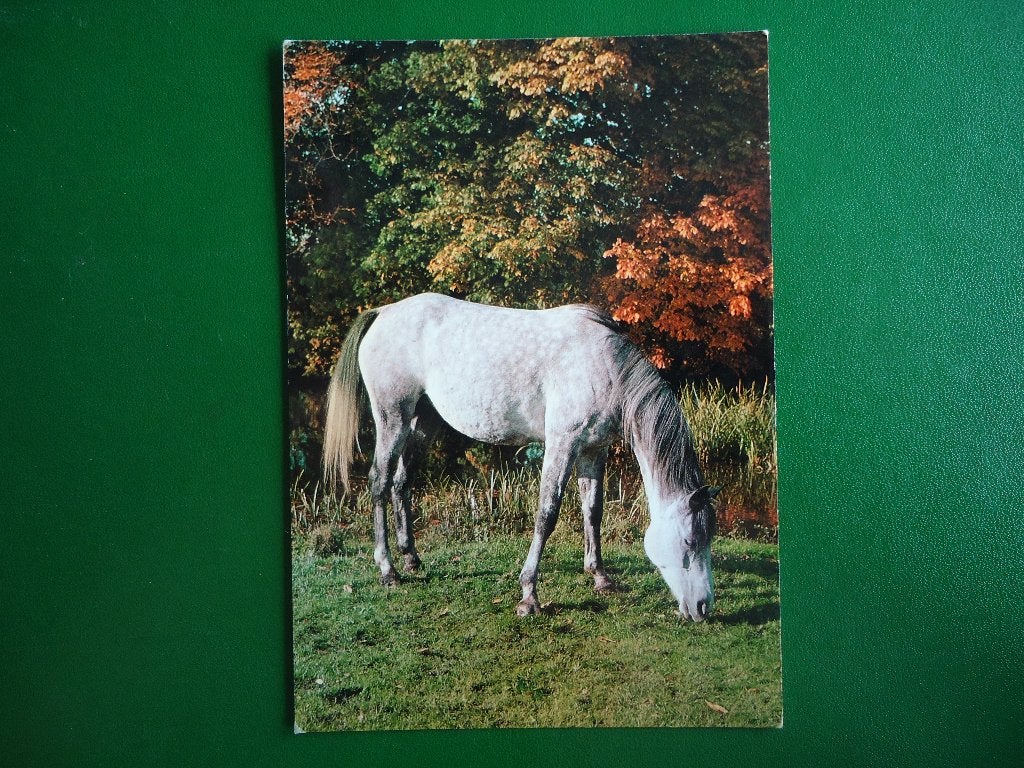 (705) Dierenkaart: PAARD, Verzamelen, Verzenden, 1980 tot heden, Ongelopen, Paard