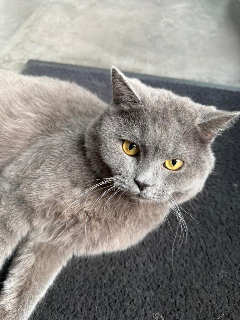 Dekkater beschikbaar | Half Brits Korthaar x Half Ragdoll, Dieren en Toebehoren, 0 tot 2 jaar