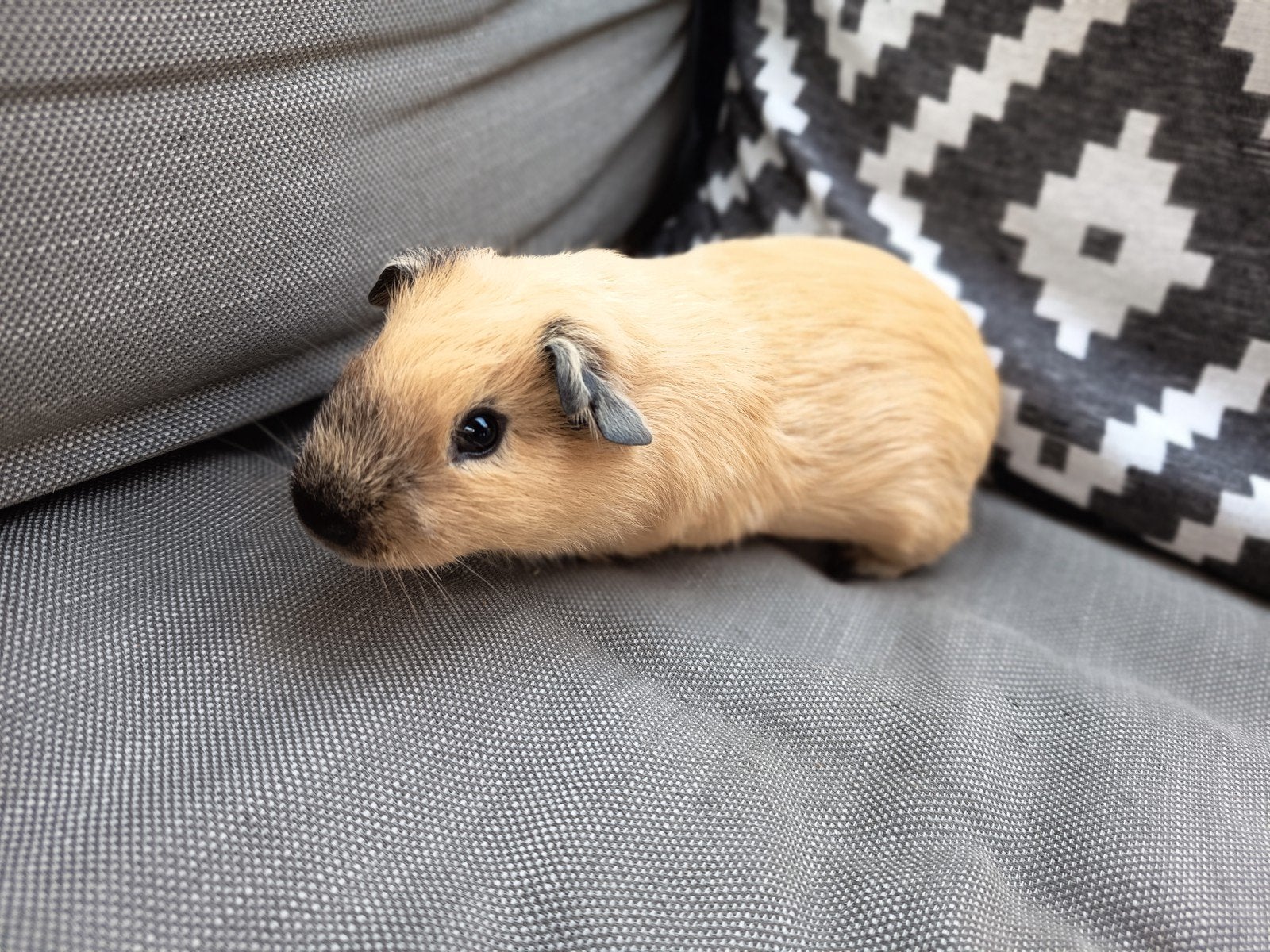 California beertje, Dieren en Toebehoren, Knaagdieren, Mei, Mannelijk, Cavia