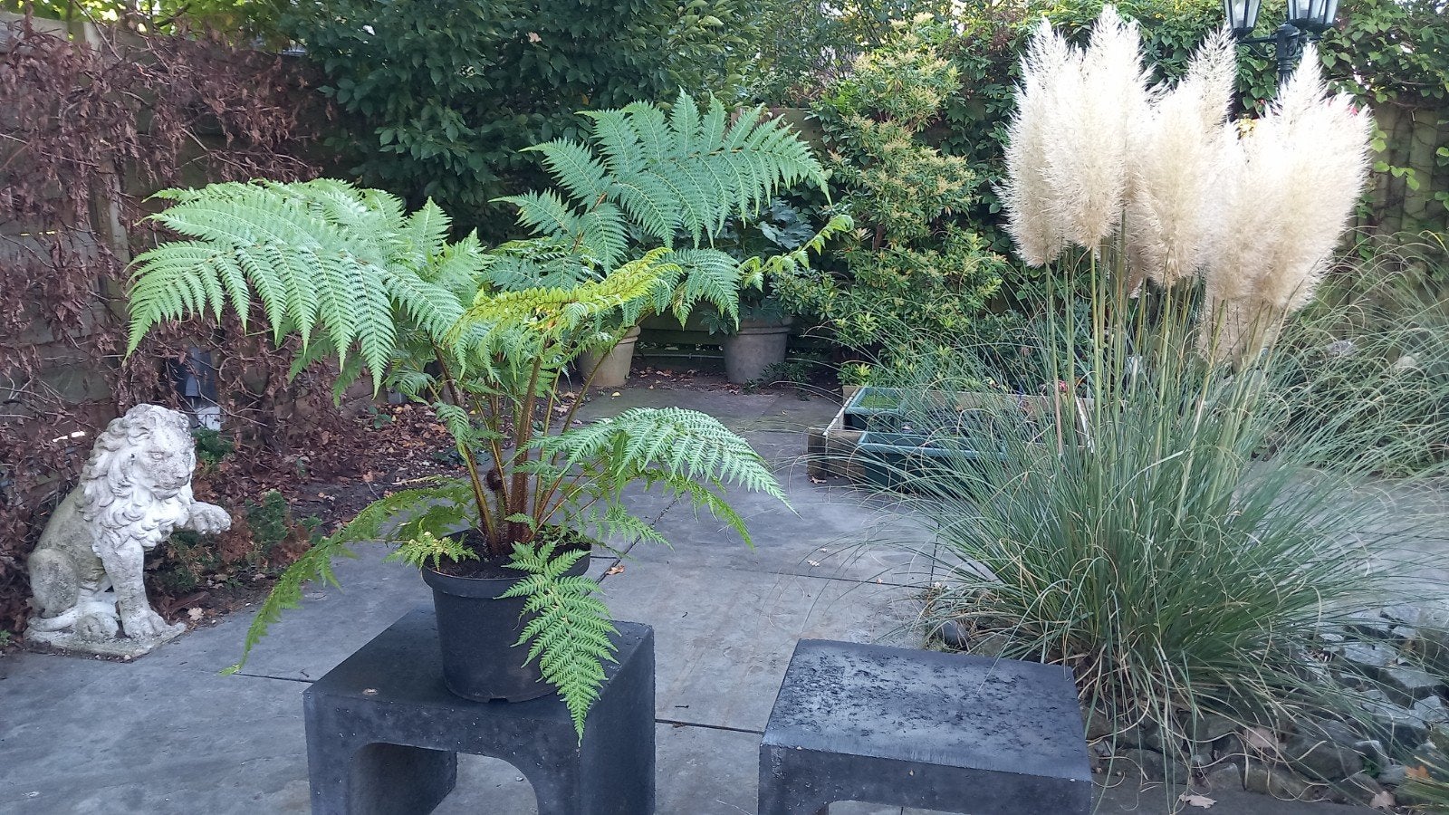 boomvaren Cyathea cooperi, Ophalen, Vaste plant, Overige soorten, Halfschaduw