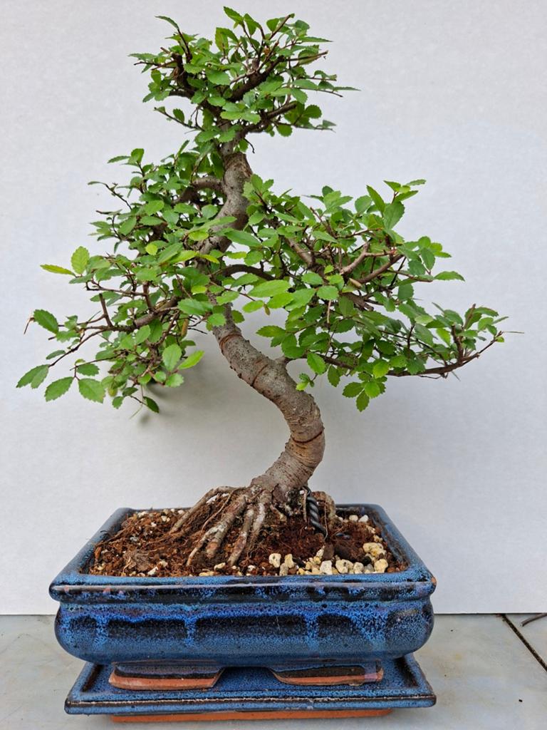 Bonsai, Bloeit niet, Halfschaduw, Minder dan 100 cm, Overige soorten