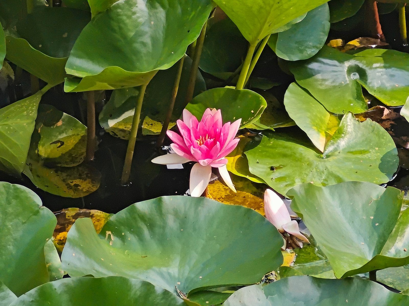 Roze waterlelies, stronken of in pot met verzwaring, Ophalen