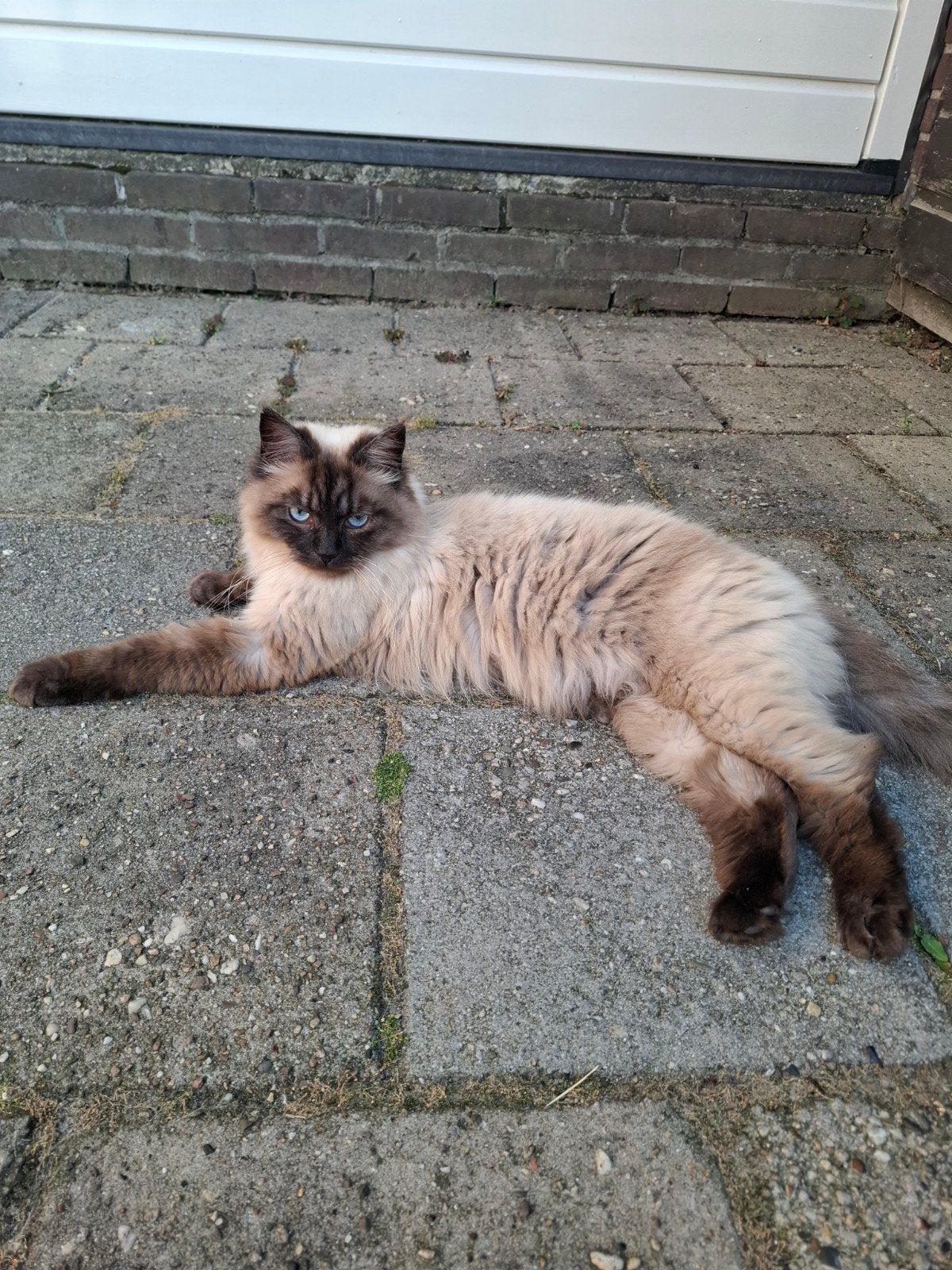 Lieve ragdoll, Kater