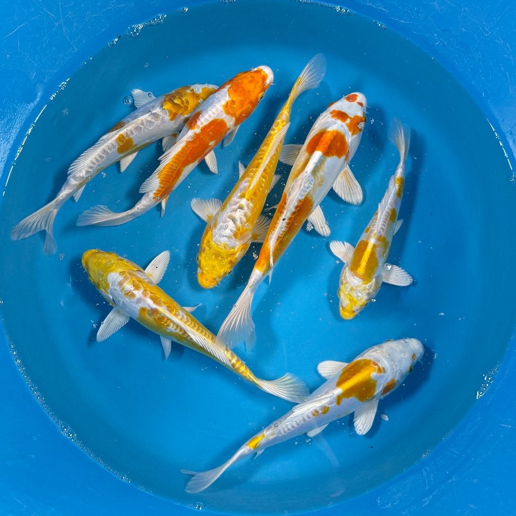 DOITSU HARIWAKE – YAMAZAKI TOSAI, Karper of Koi