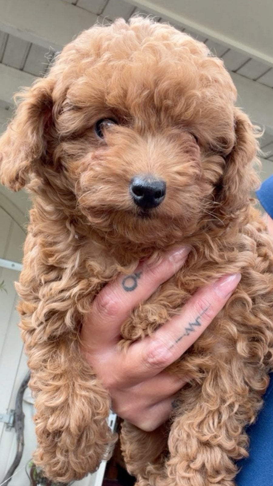 Toy poodle teefje, Dieren en Toebehoren, Poedel, Parvo, 8 tot 15 weken, Teef