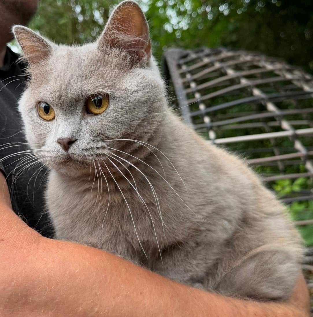mooie Britse korthaar kater, 0 tot 2 jaar