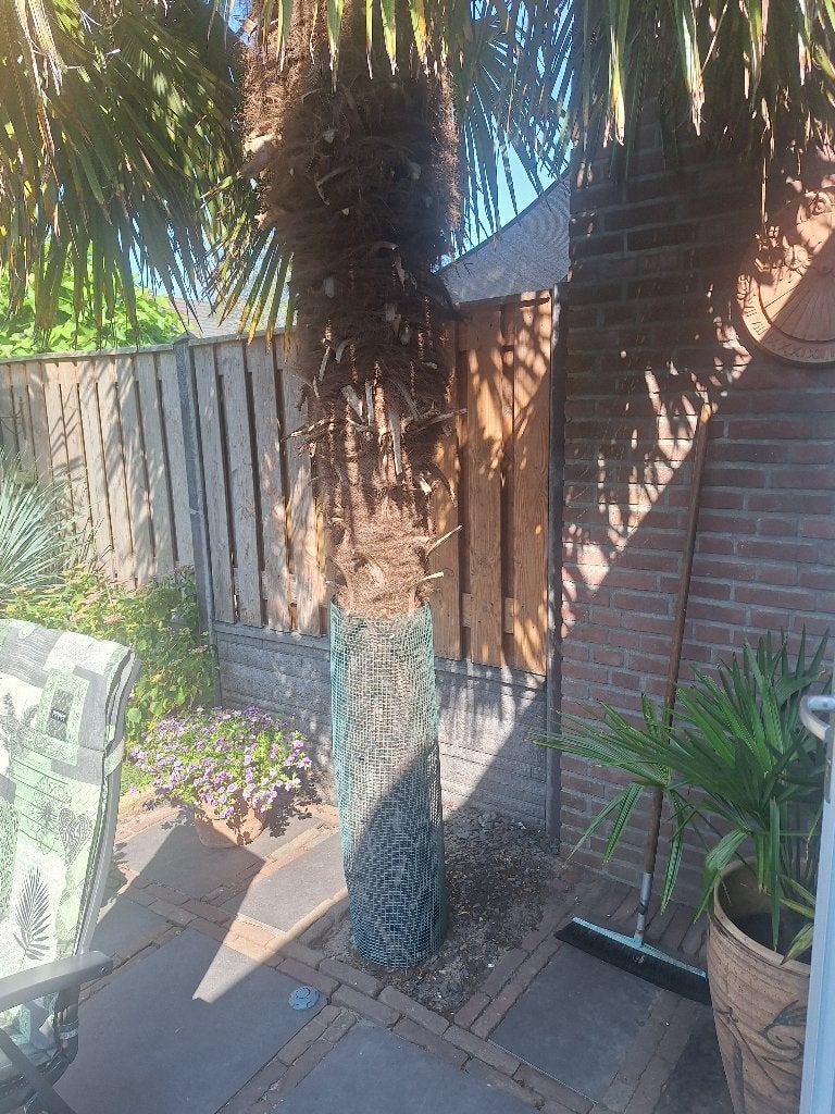 Palmboom,tracycarpus fortunei, Ophalen, Gebruikt