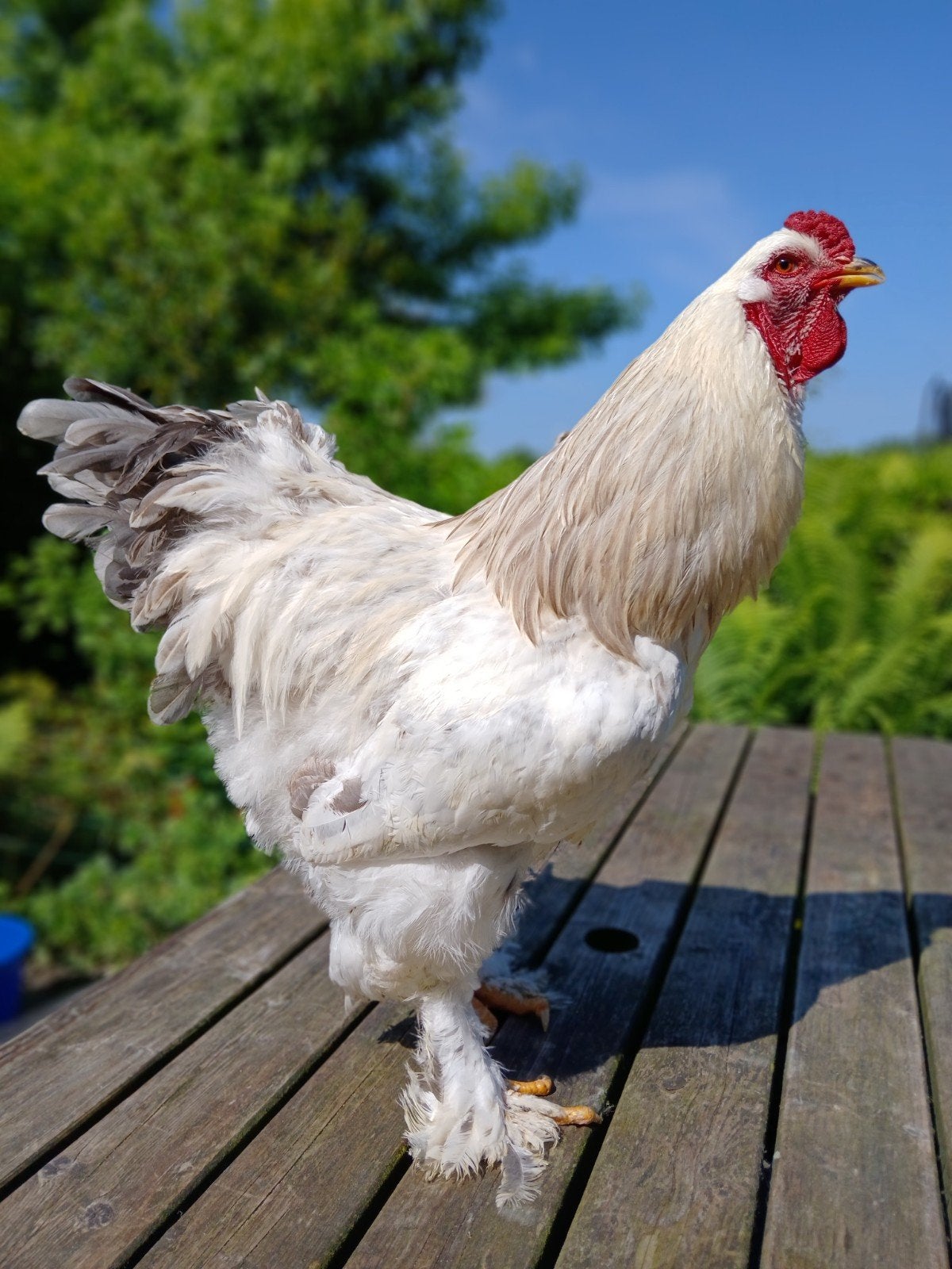 Top haan, deze Brahma haan. Grote ras. 11 maanden oud, Dieren en Toebehoren, Pluimvee, Mannelijk, Kip