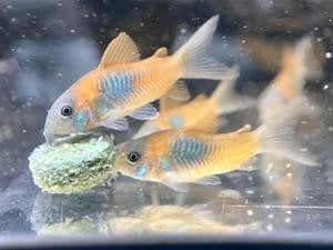 ️Corydoras Venezuela Orange 3cm (Eigen kweek), Dieren en Toebehoren, Vissen | Aquariumvissen, Vis